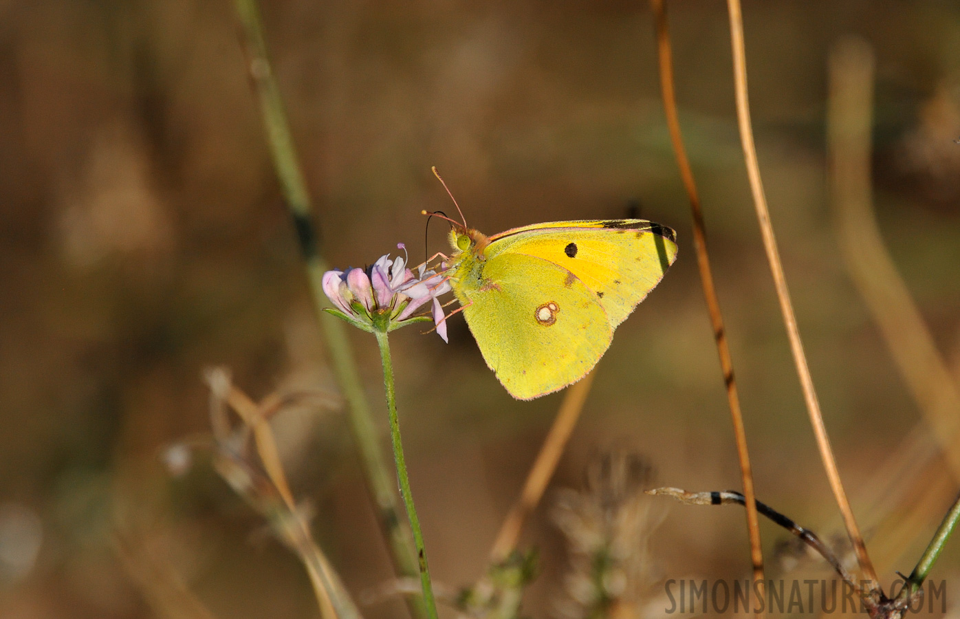 Colias croceus [550 mm, 1/4000 Sek. bei f / 8.0, ISO 1600]